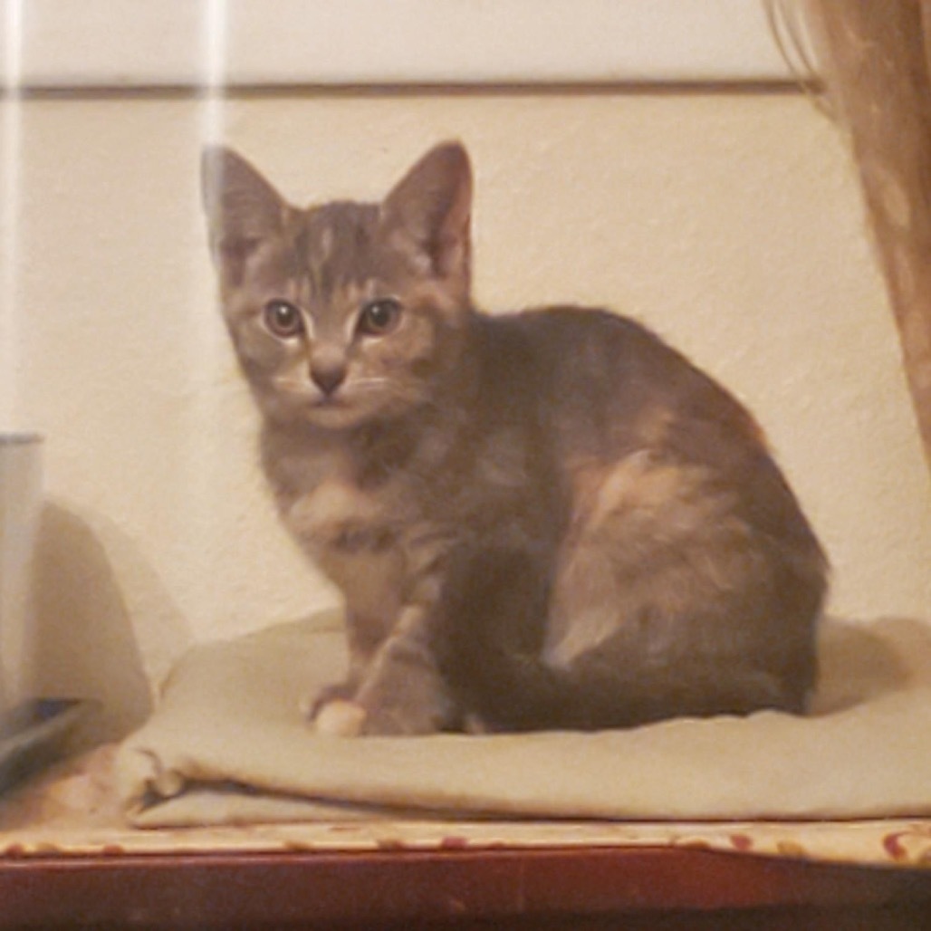 Trinity, an adoptable Domestic Short Hair in Boring, OR, 97009 | Photo Image 1