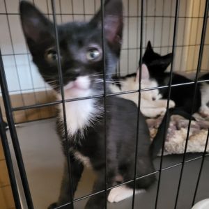Dipper, Young Male Domestic Short Hair