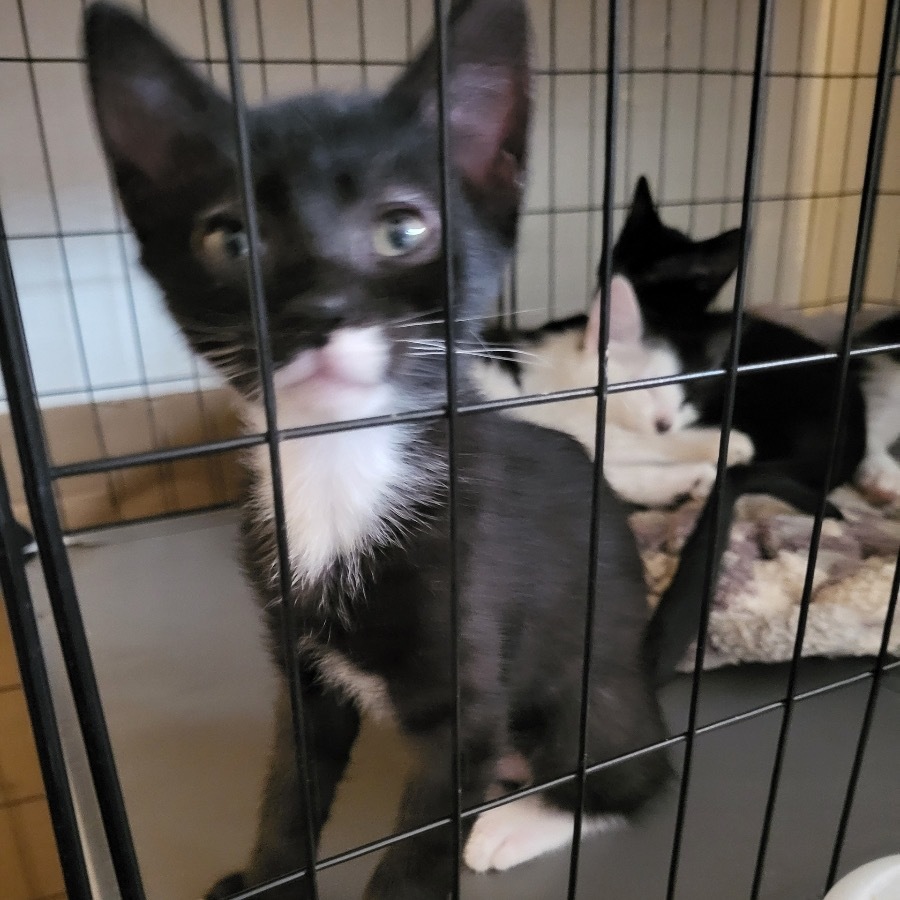 Dipper, an adoptable Domestic Short Hair in Estacada, OR, 97023 | Photo Image 1