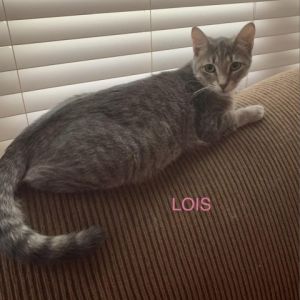 Lois