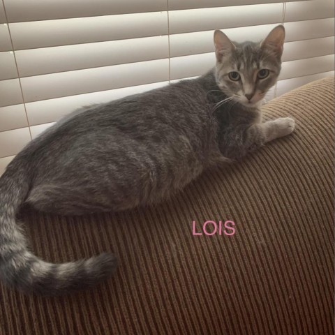 Lois 1