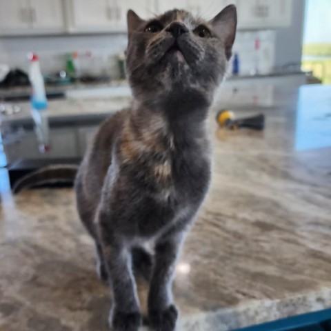 Ramona 1