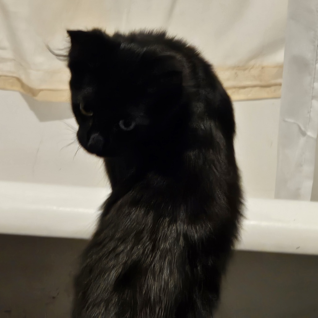 Stella