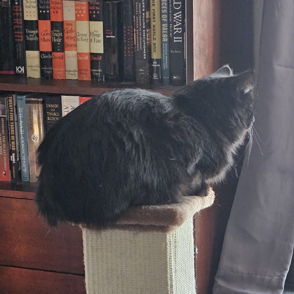 Stella