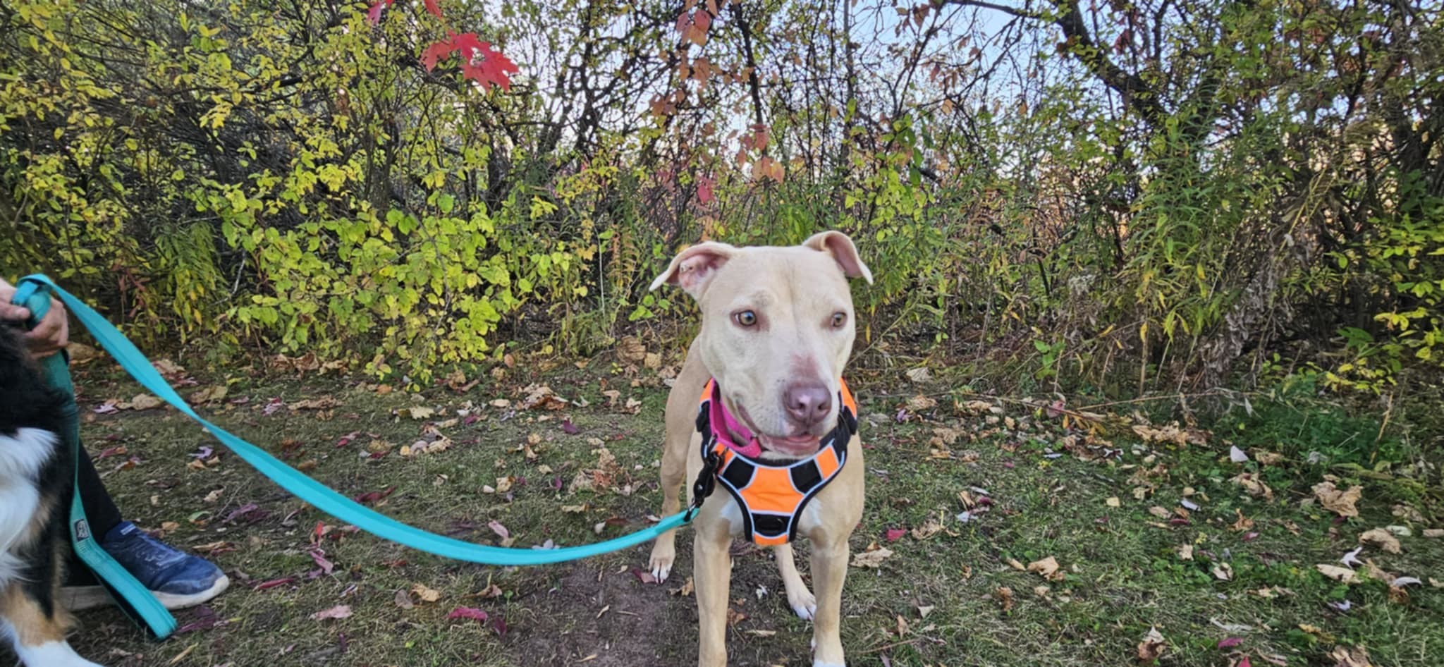 Harper, an adoptable Pit Bull Terrier in Little Chute, WI, 54140 | Photo Image 1