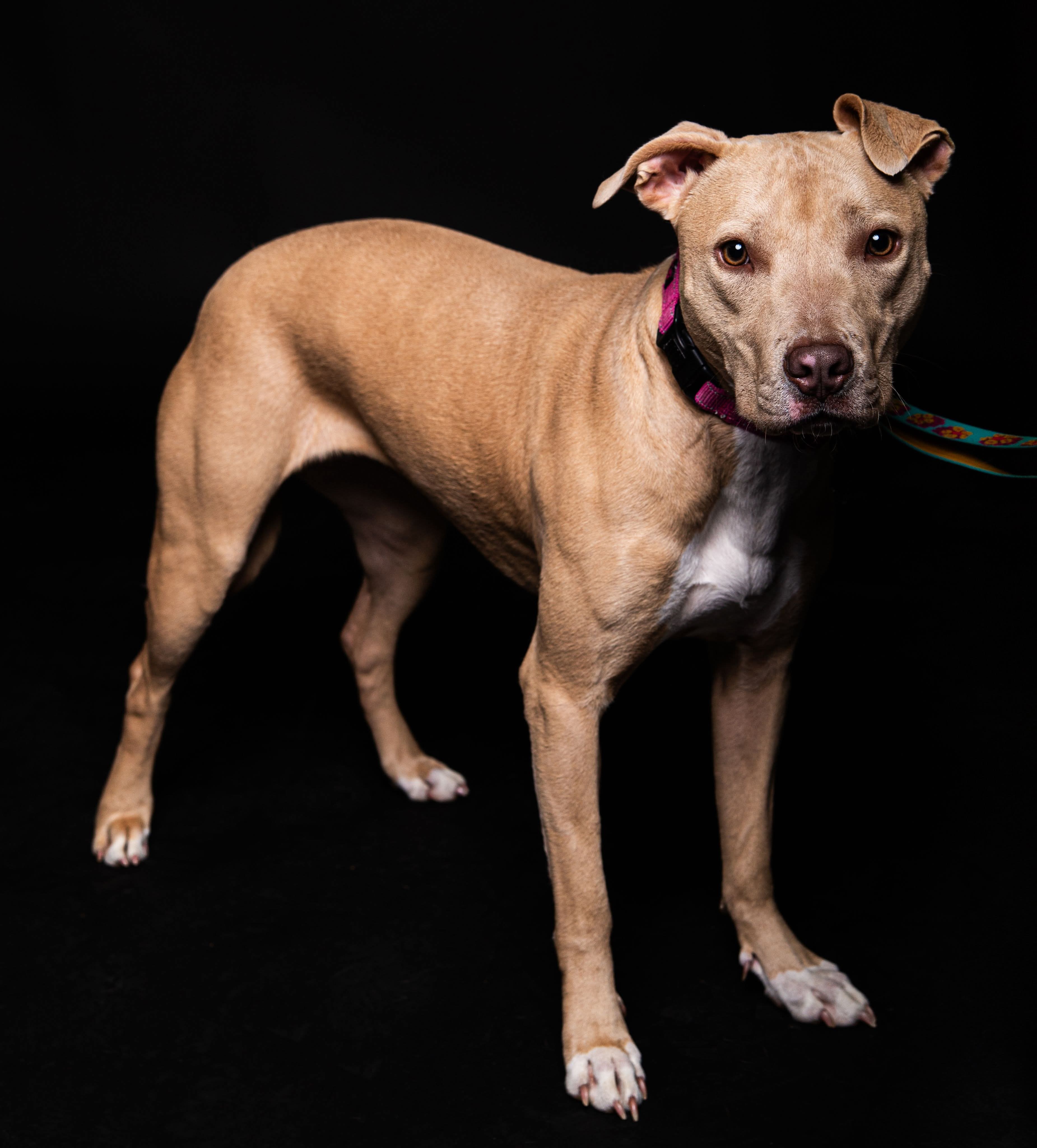 Harper, an adoptable Pit Bull Terrier in Little Chute, WI, 54140 | Photo Image 1
