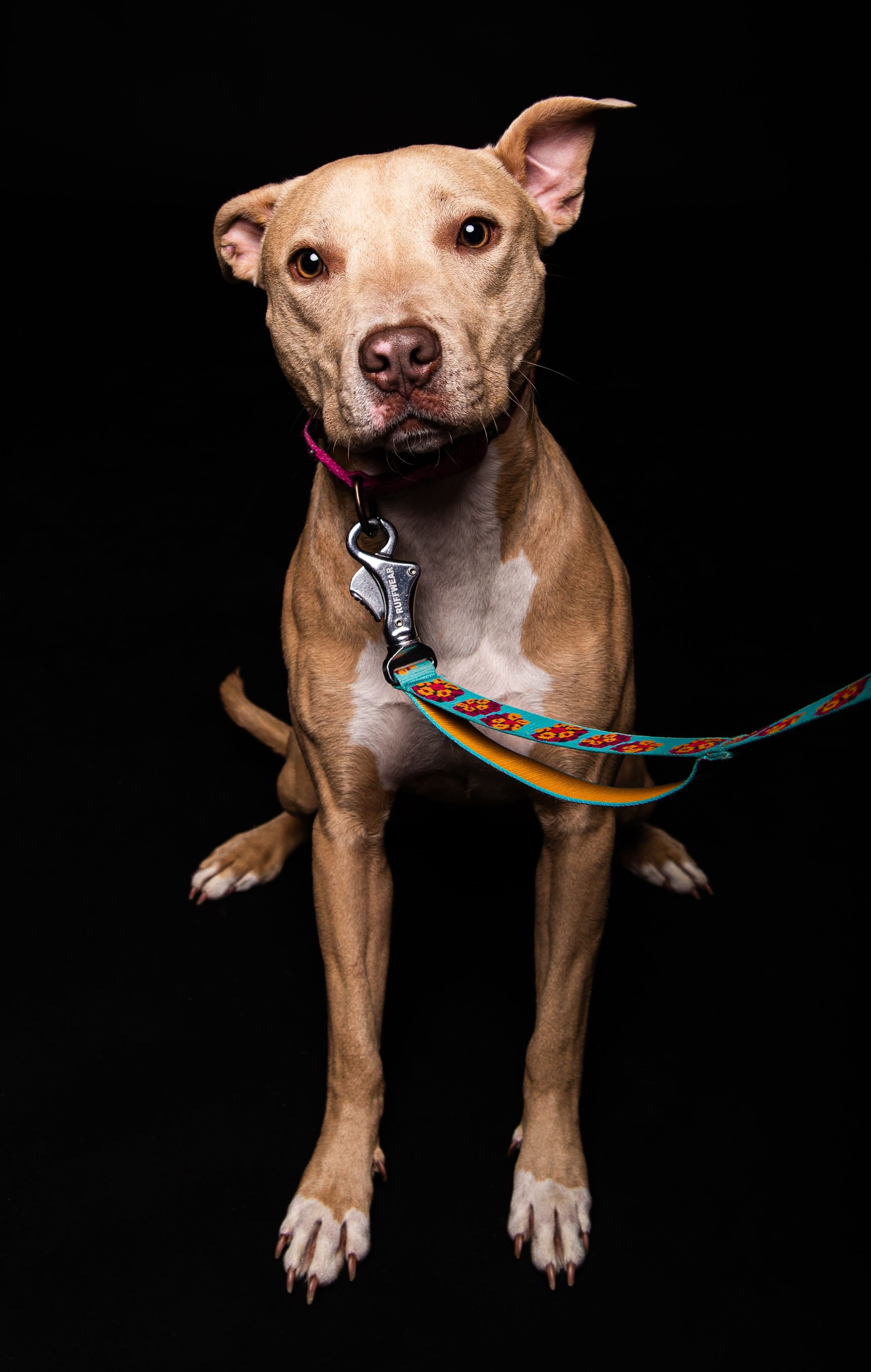 Harper, an adoptable Pit Bull Terrier in Little Chute, WI, 54140 | Photo Image 2