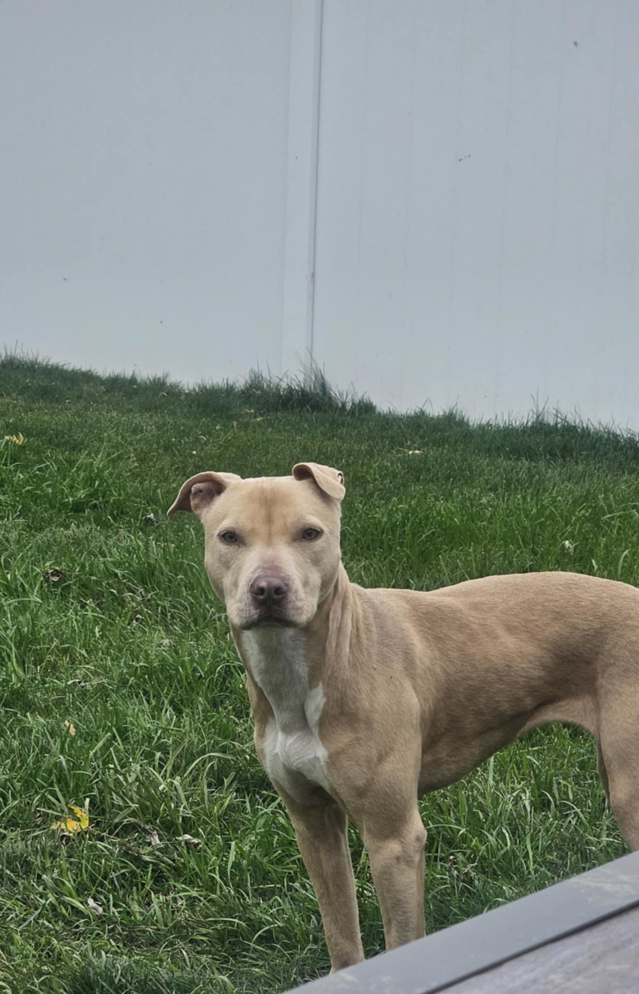 Harper, an adoptable Pit Bull Terrier in Little Chute, WI, 54140 | Photo Image 3