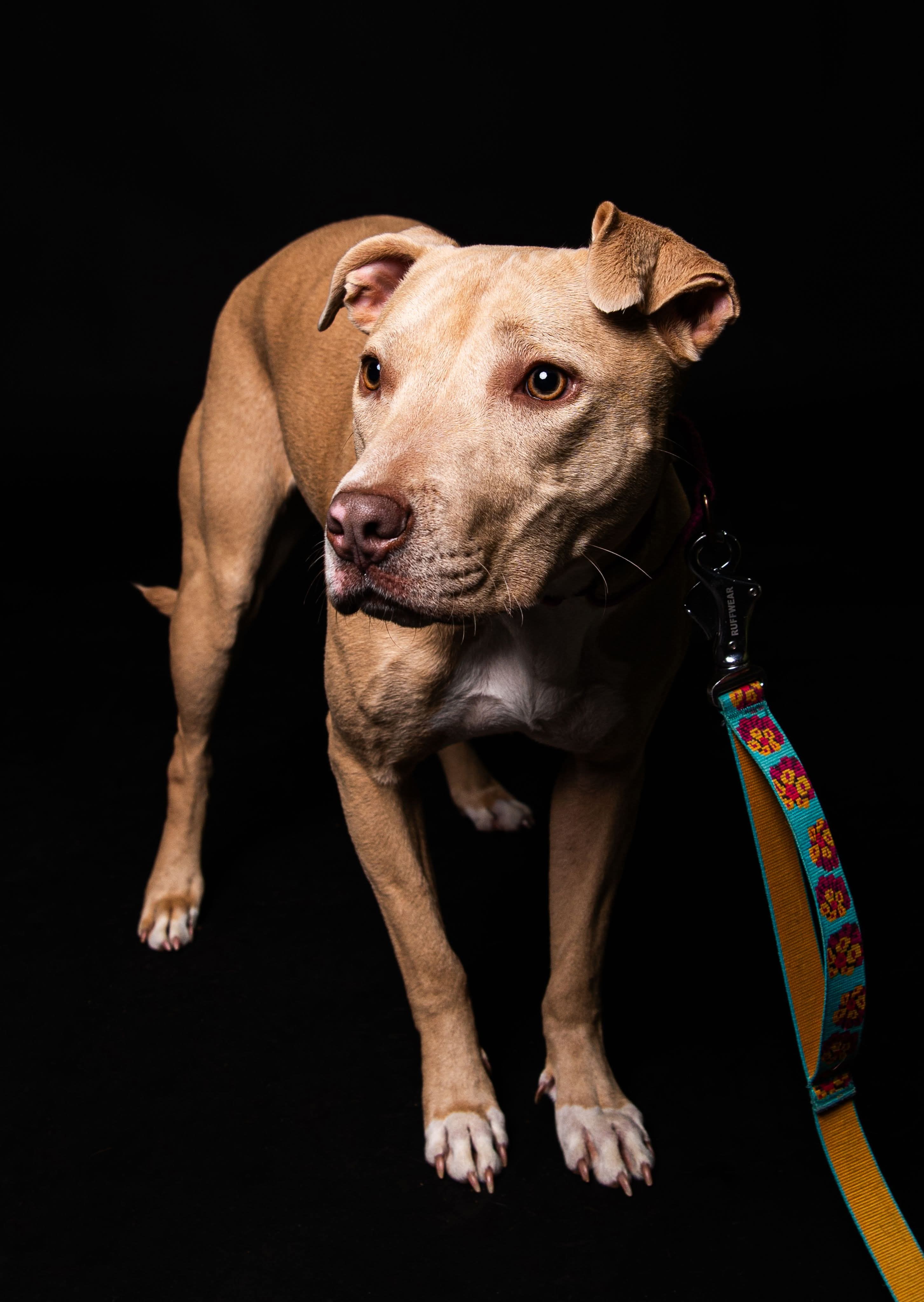 Harper, an adoptable Pit Bull Terrier in Little Chute, WI, 54140 | Photo Image 3