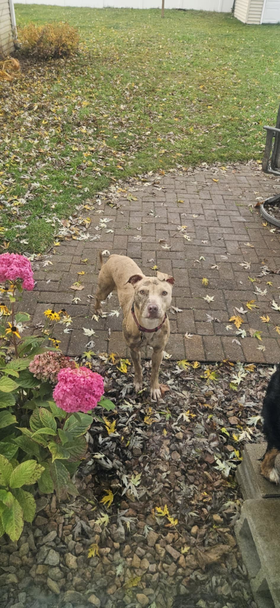 Harper, an adoptable Pit Bull Terrier in Little Chute, WI, 54140 | Photo Image 4