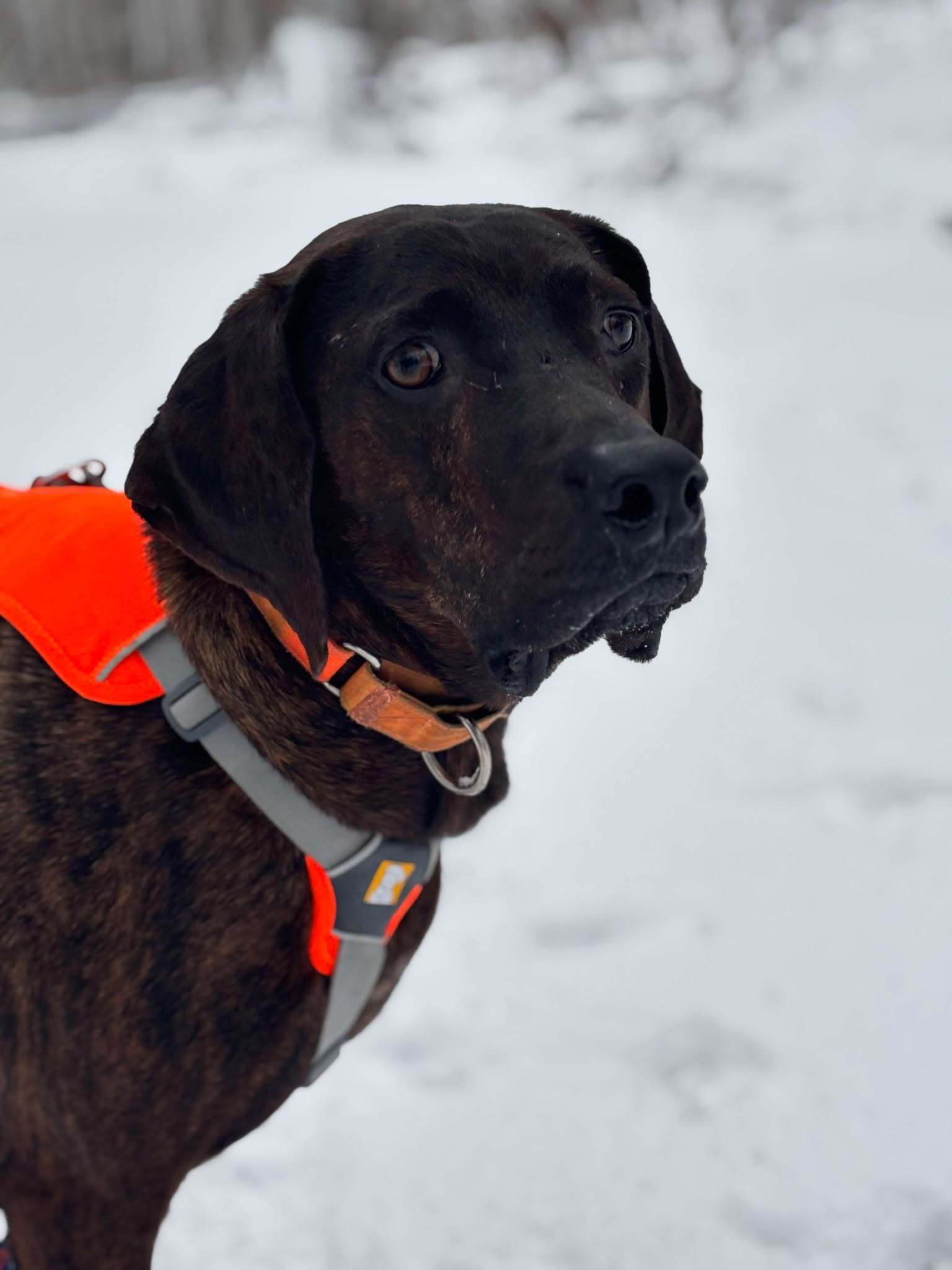 Bucky, an adoptable Plott Hound in Little Chute, WI, 54140 | Photo Image 1