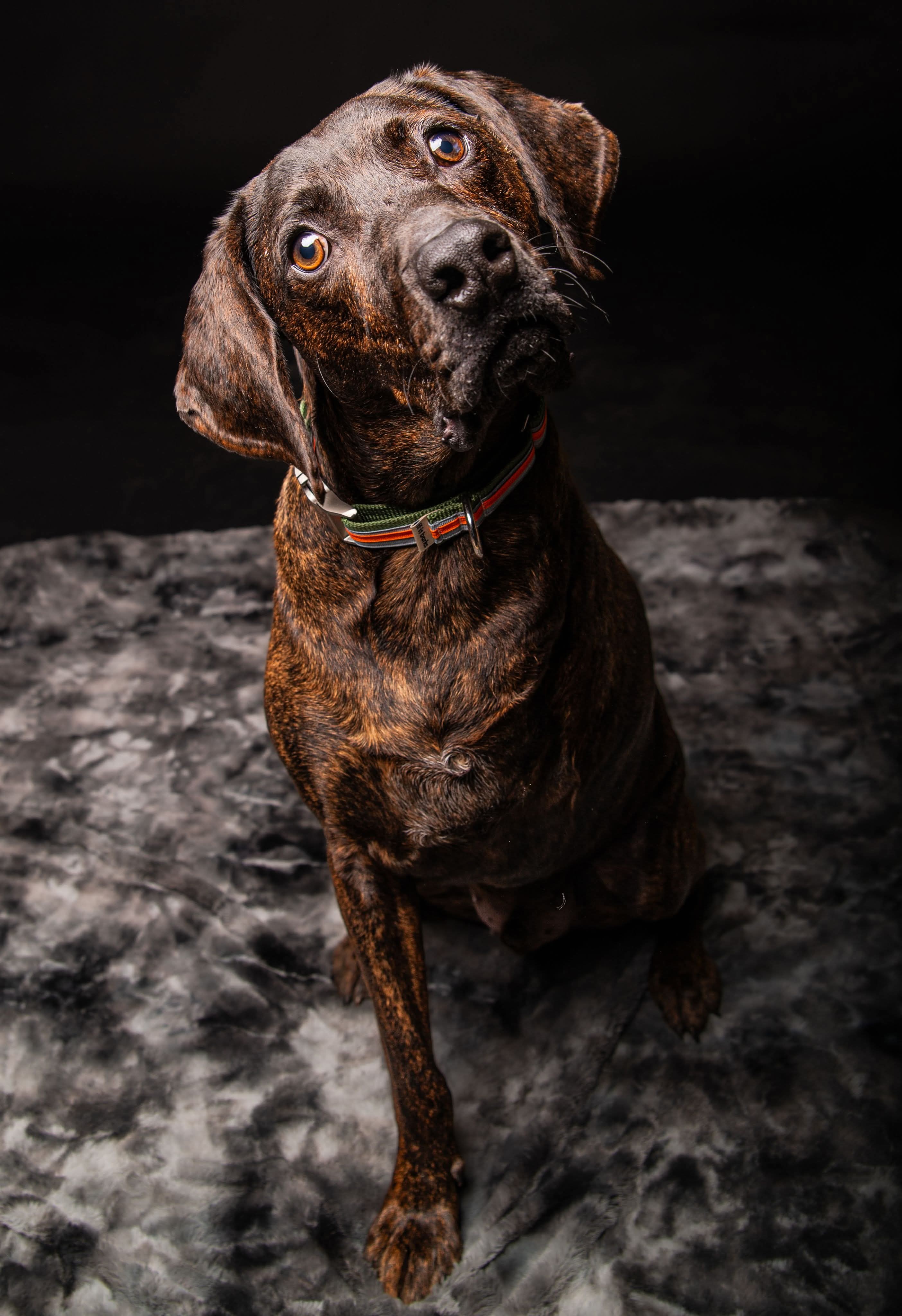 Bucky, an adoptable Plott Hound in Little Chute, WI, 54140 | Photo Image 1