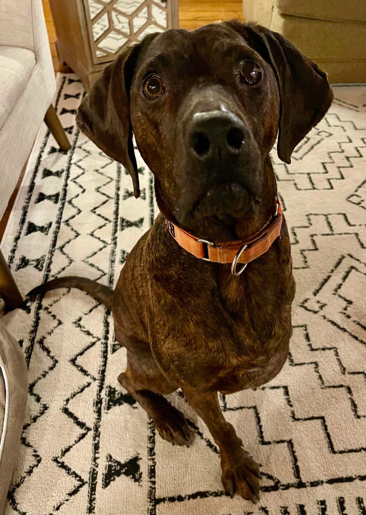 Bucky, an adoptable Plott Hound in Little Chute, WI, 54140 | Photo Image 3