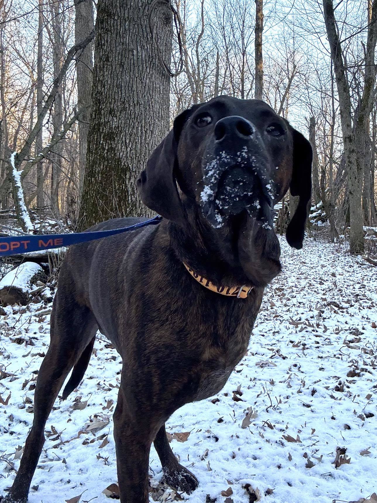 Bucky, an adoptable Plott Hound in Little Chute, WI, 54140 | Photo Image 4