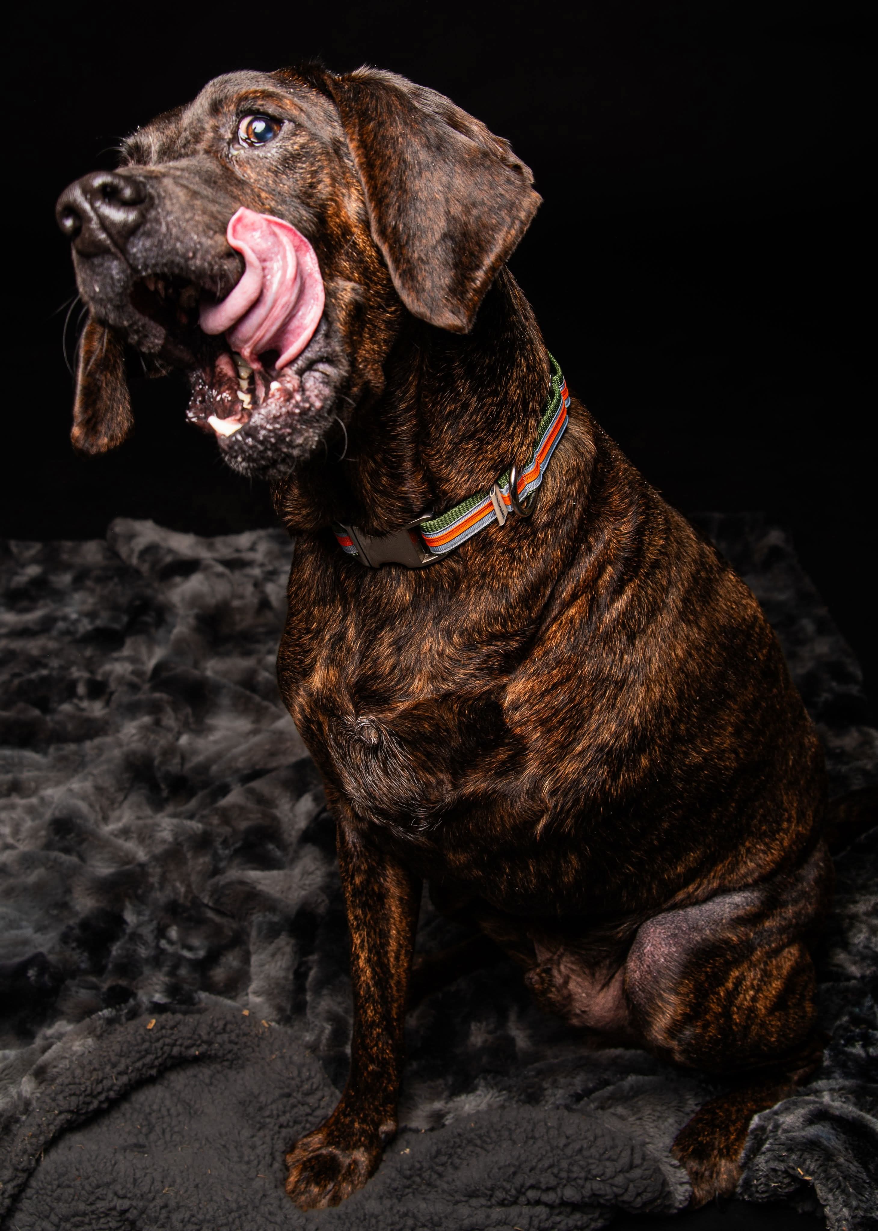 Bucky, an adoptable Plott Hound in Little Chute, WI, 54140 | Photo Image 4