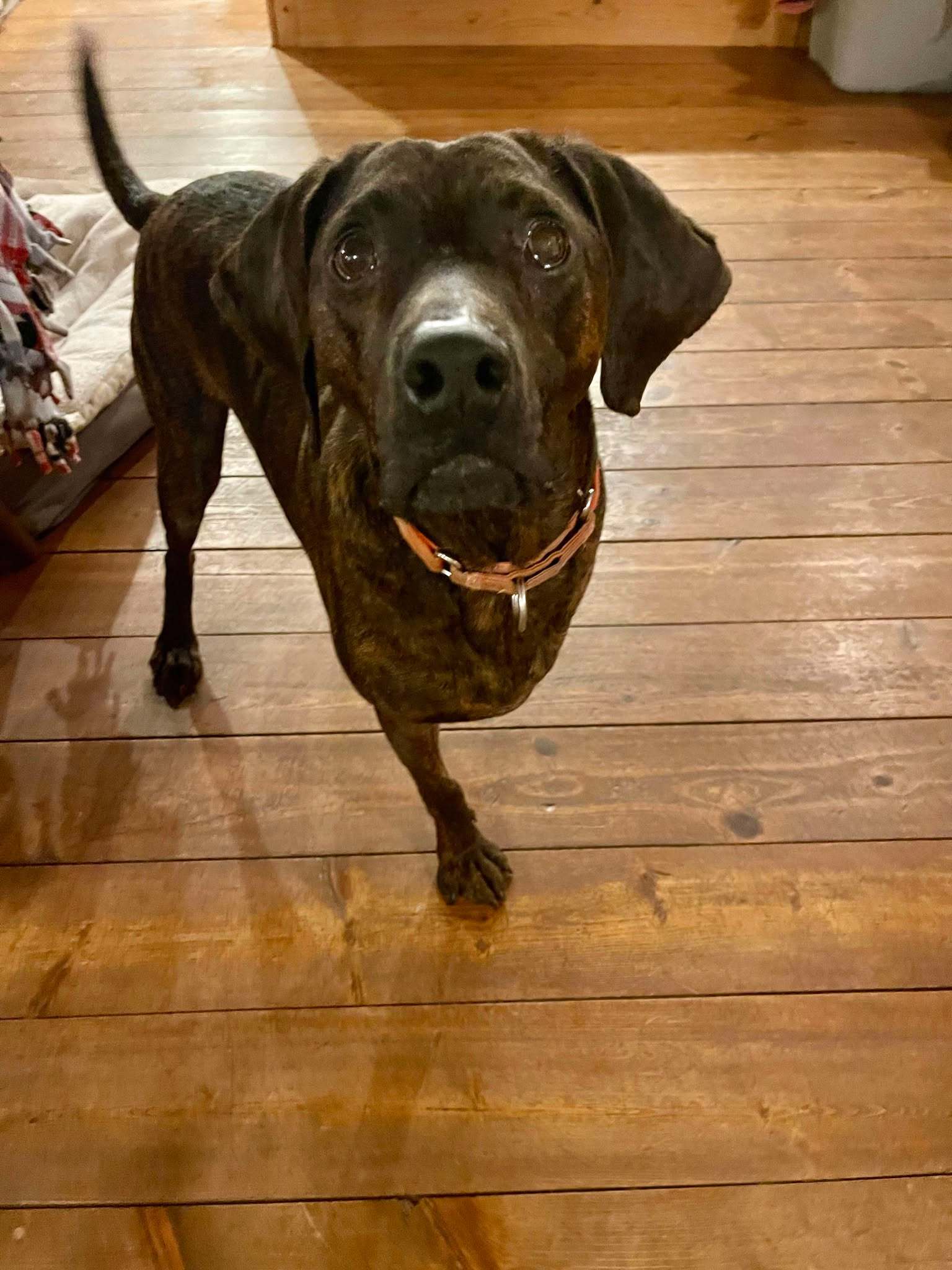 Bucky, an adoptable Plott Hound in Little Chute, WI, 54140 | Photo Image 5