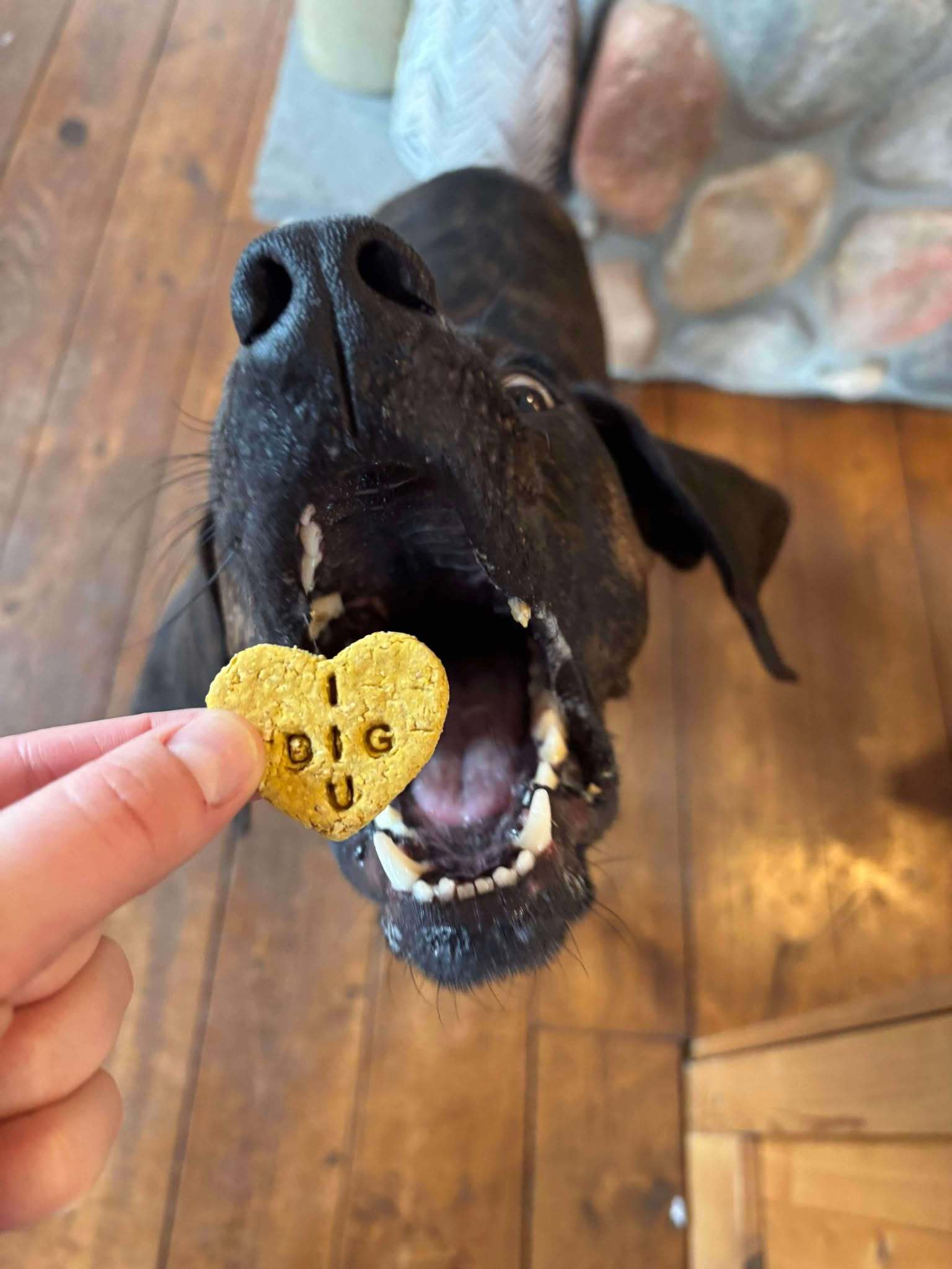 Bucky, an adoptable Plott Hound in Little Chute, WI, 54140 | Photo Image 5