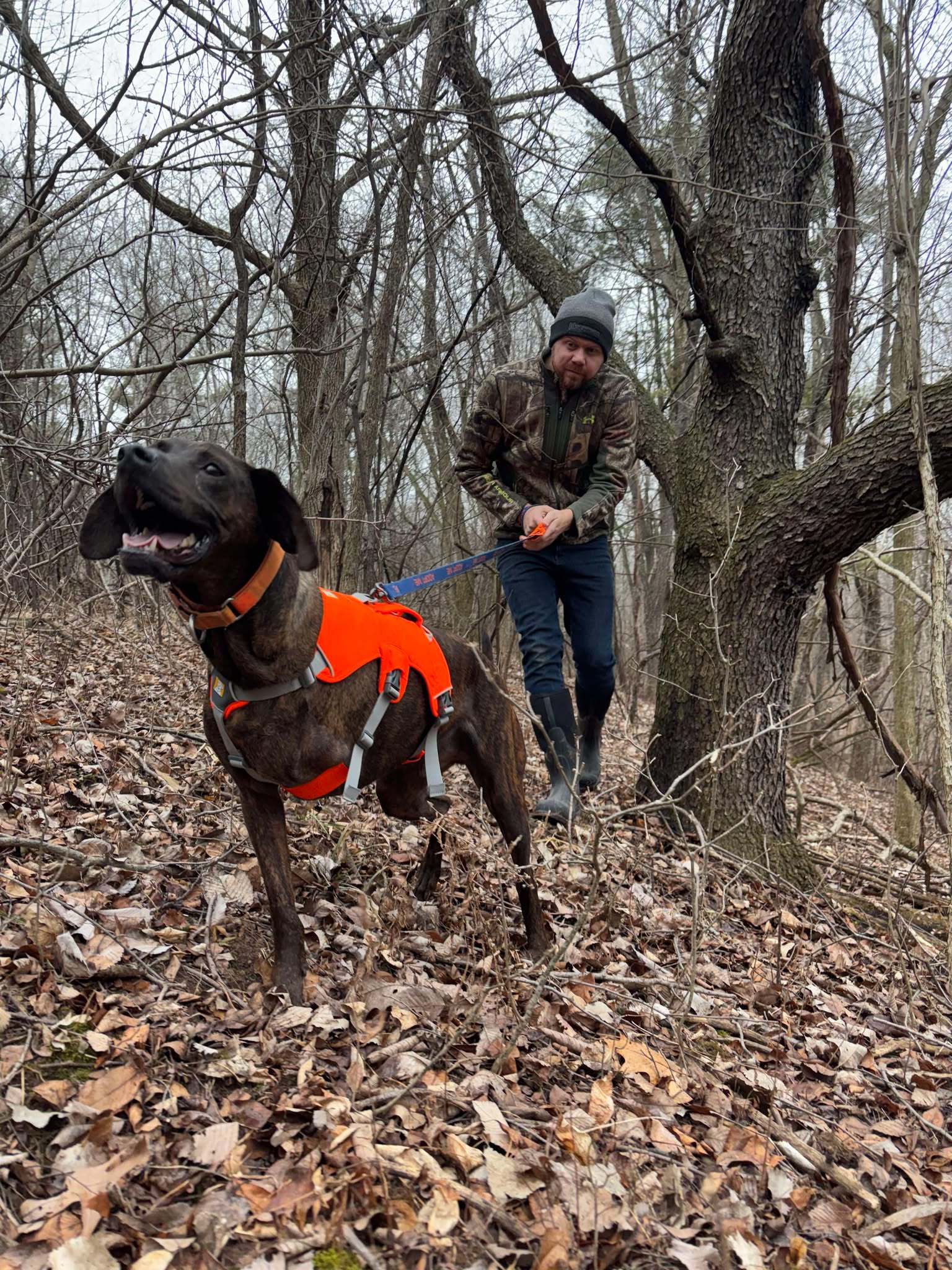 Bucky, an adoptable Plott Hound in Little Chute, WI, 54140 | Photo Image 6