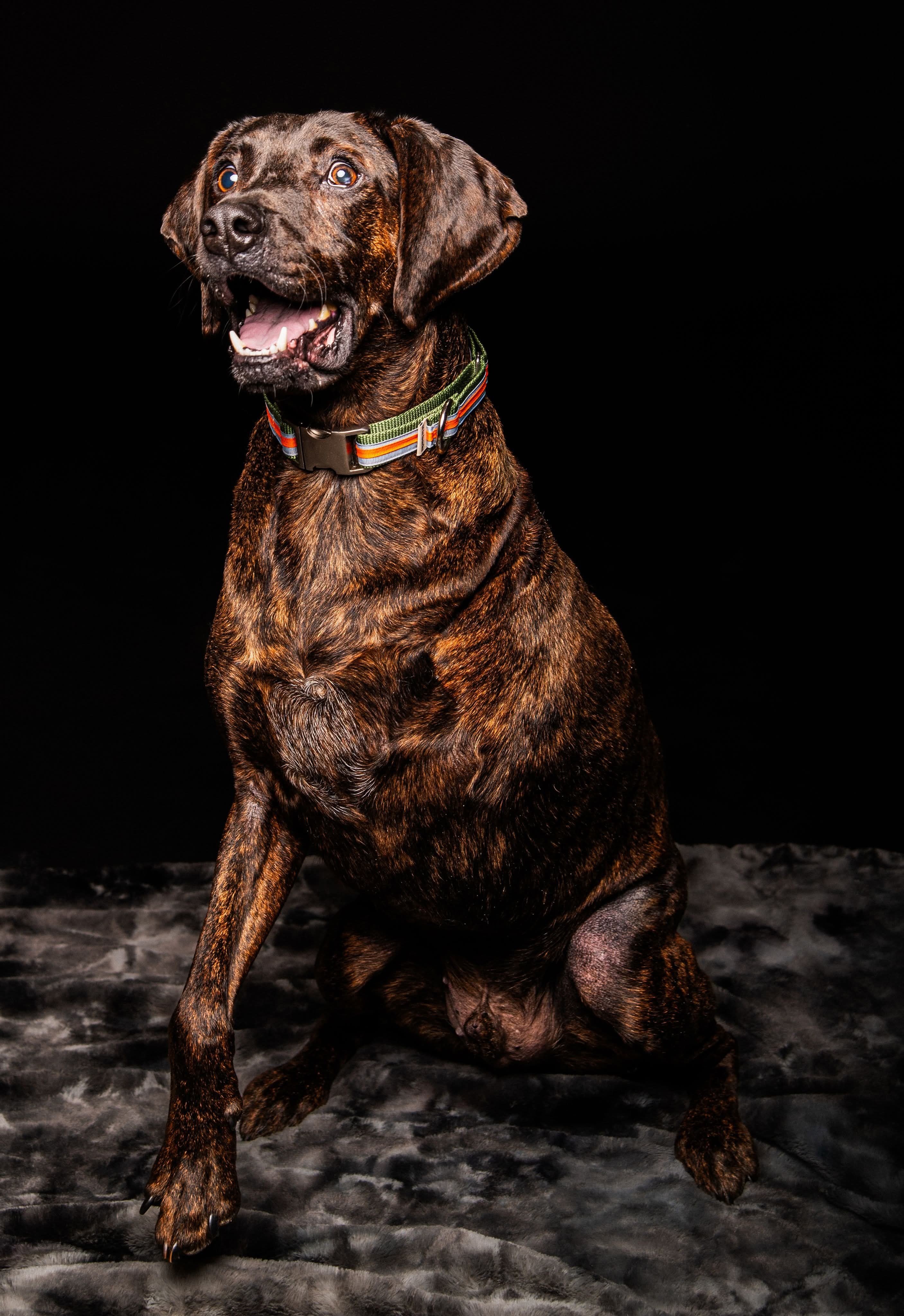 Bucky, an adoptable Plott Hound in Little Chute, WI, 54140 | Photo Image 6