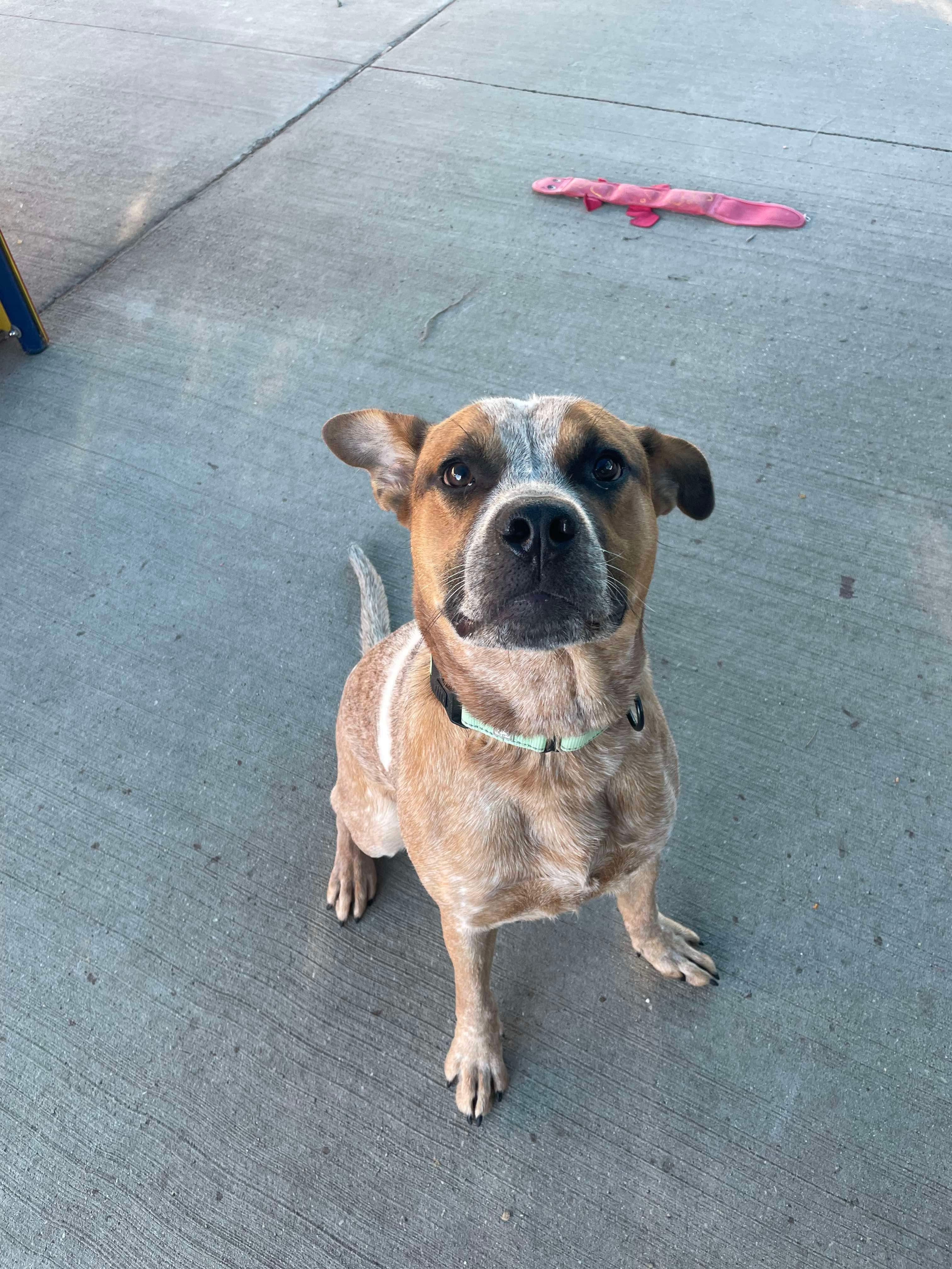 Rusty, an adoptable Australian Cattle Dog / Blue Heeler in Little Chute, WI, 54140 | Photo Image 3