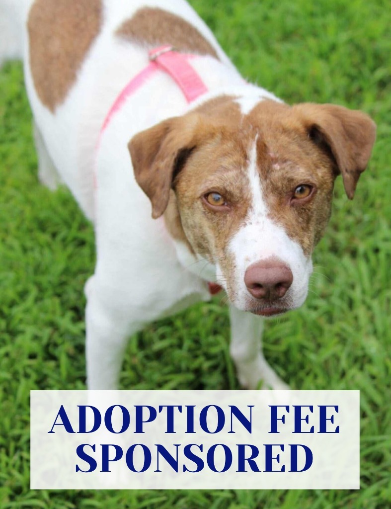 Felicity, an adoptable Pit Bull Terrier, Husky in Savage, MN, 55378 | Photo Image 1