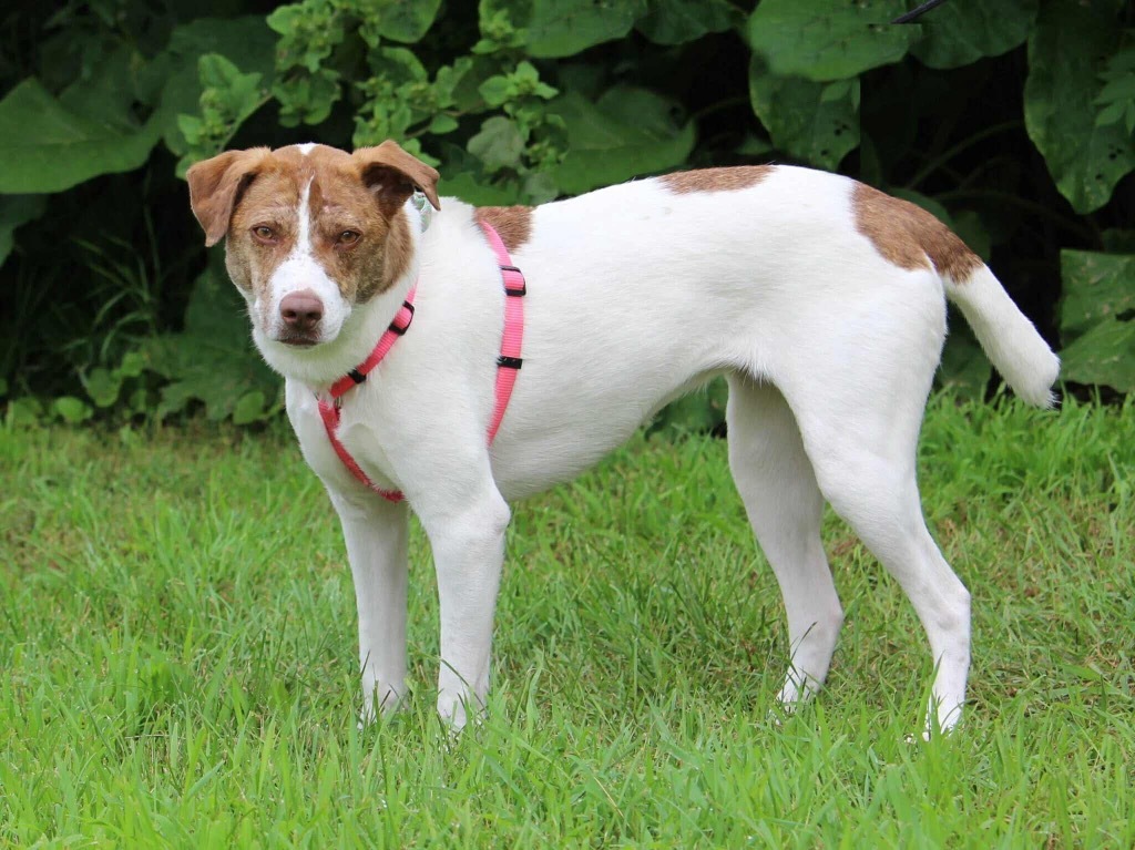 Felicity, an adoptable Pit Bull Terrier, Husky in Savage, MN, 55378 | Photo Image 3