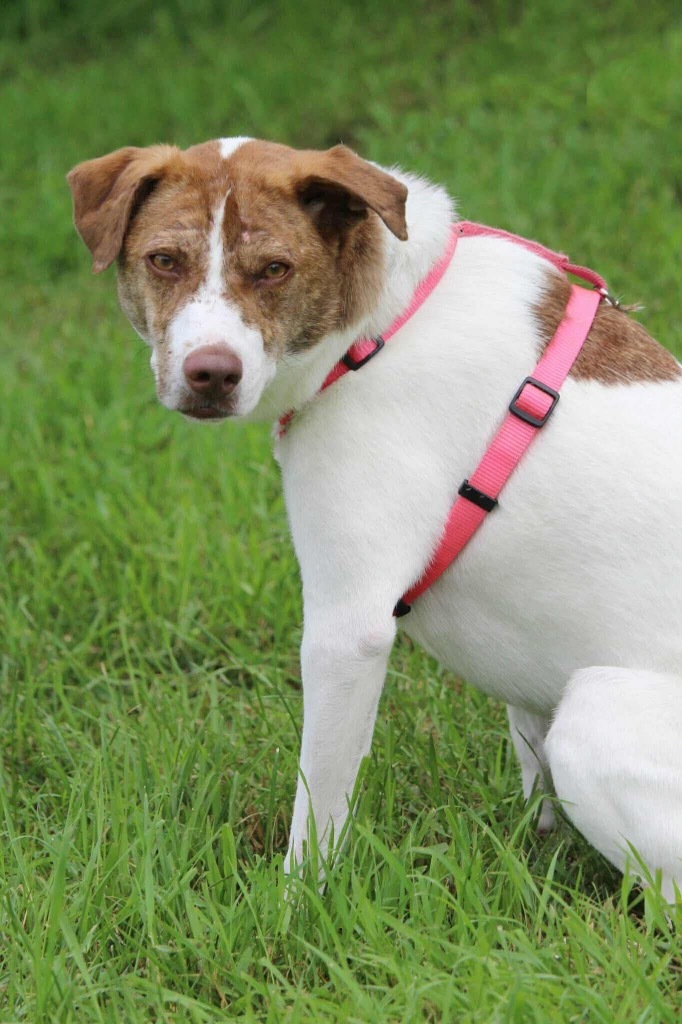 Felicity, an adoptable Pit Bull Terrier, Husky in Savage, MN, 55378 | Photo Image 4