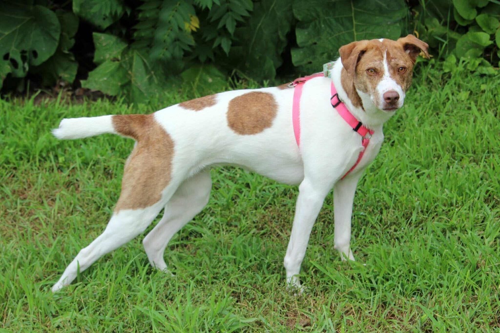 Felicity, an adoptable Pit Bull Terrier, Husky in Savage, MN, 55378 | Photo Image 6