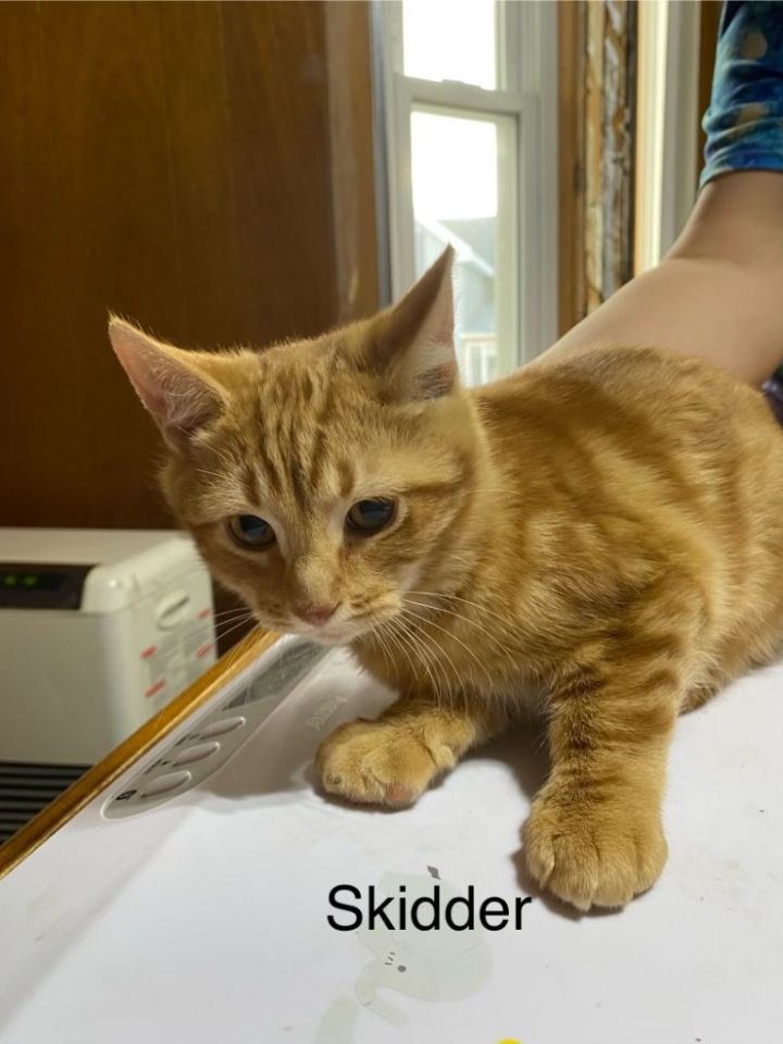 Skidder 2