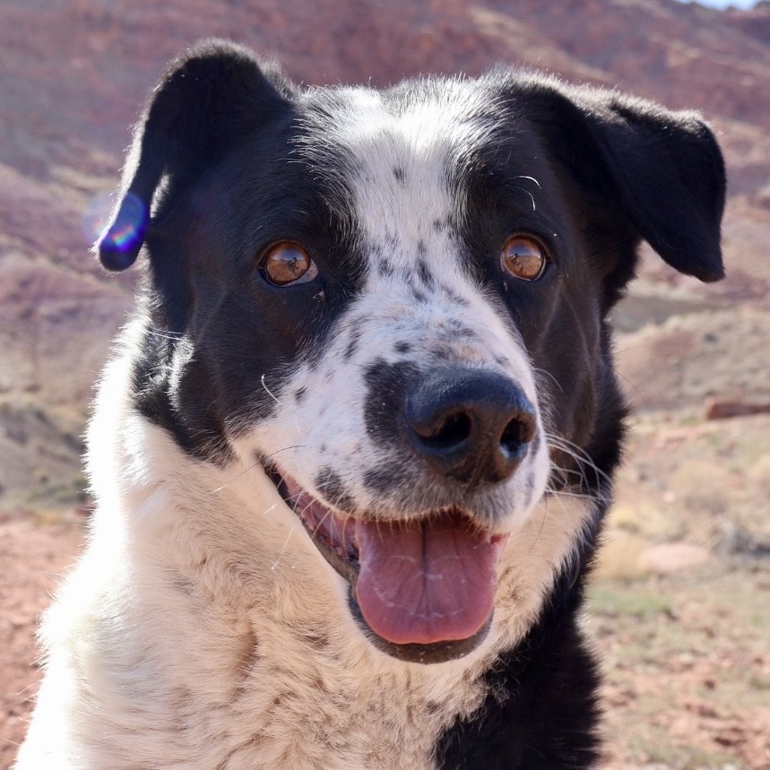 Big Mama, an adoptable Mixed Breed in Moab, UT, 84532 | Photo Image 1