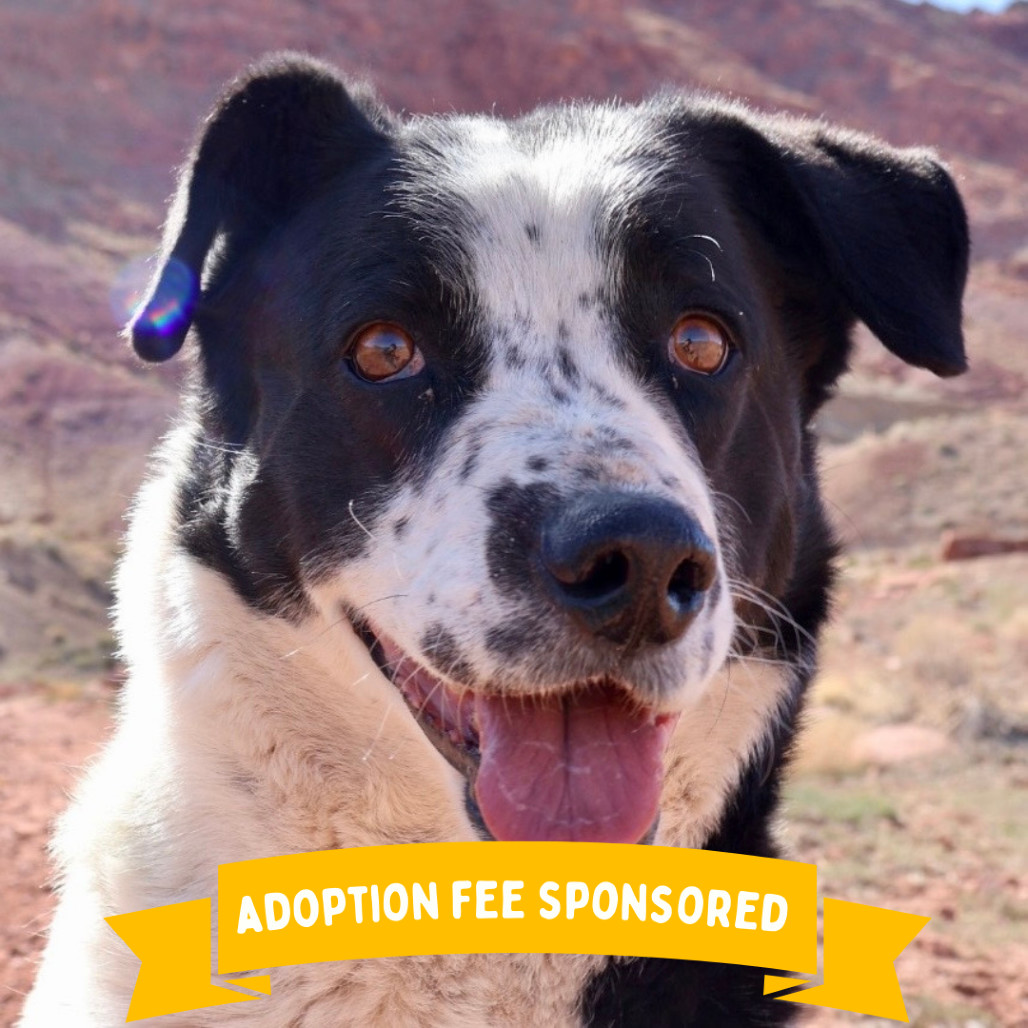 Mama, an adoptable Mixed Breed in Moab, UT, 84532 | Photo Image 1