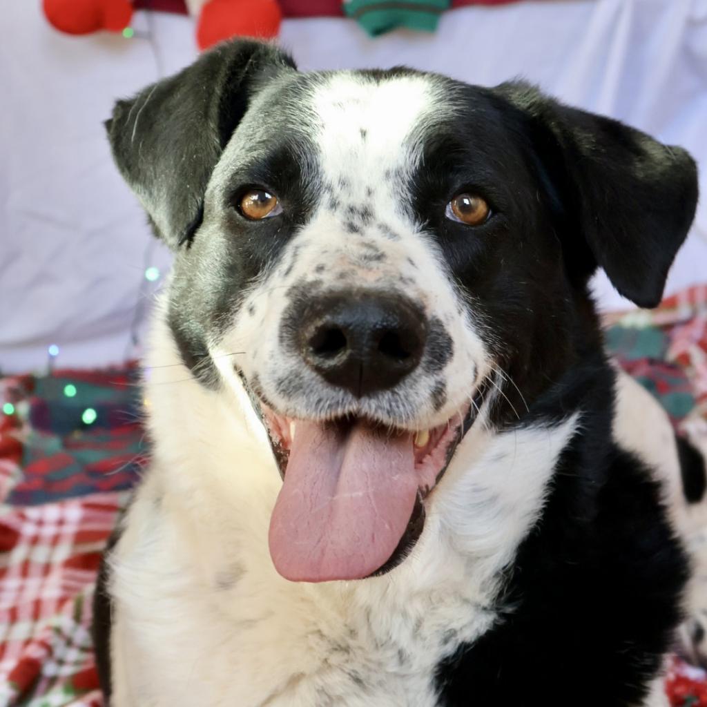 Mama, an adoptable Mixed Breed in Moab, UT, 84532 | Photo Image 2