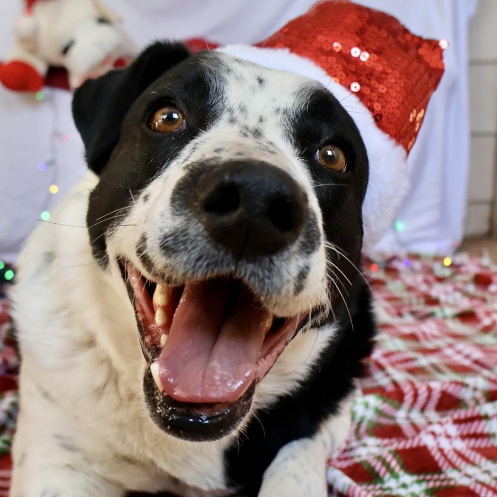 Mama, an adoptable Mixed Breed in Moab, UT, 84532 | Photo Image 3