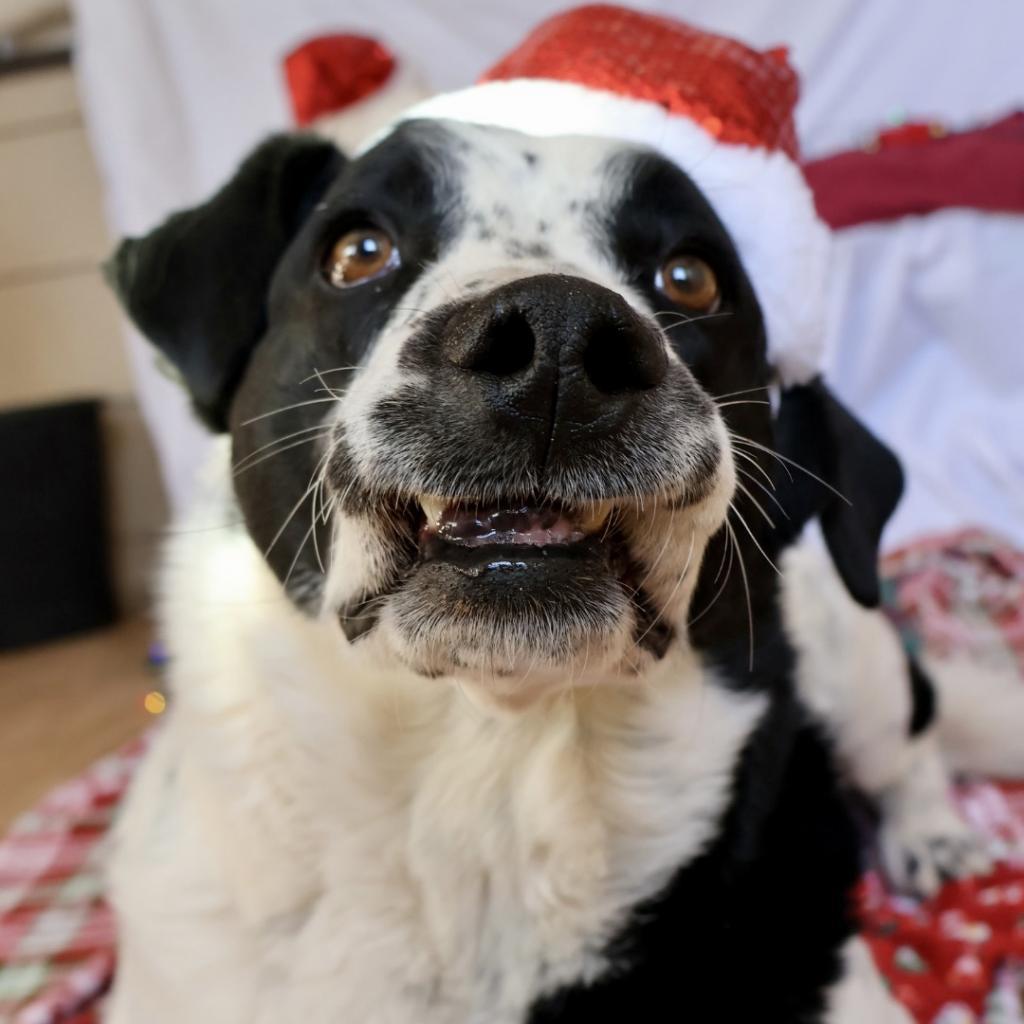 Mama, an adoptable Mixed Breed in Moab, UT, 84532 | Photo Image 4