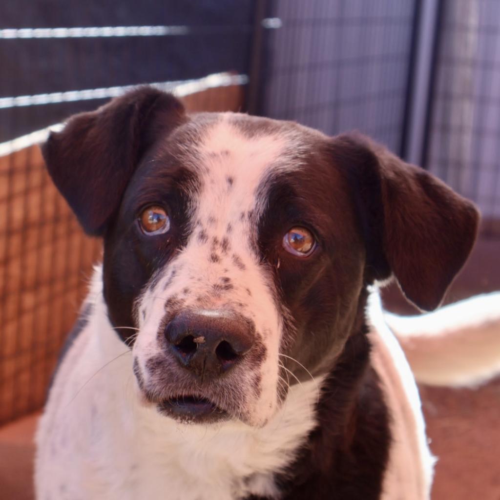 Mama, an adoptable Mixed Breed in Moab, UT, 84532 | Photo Image 5