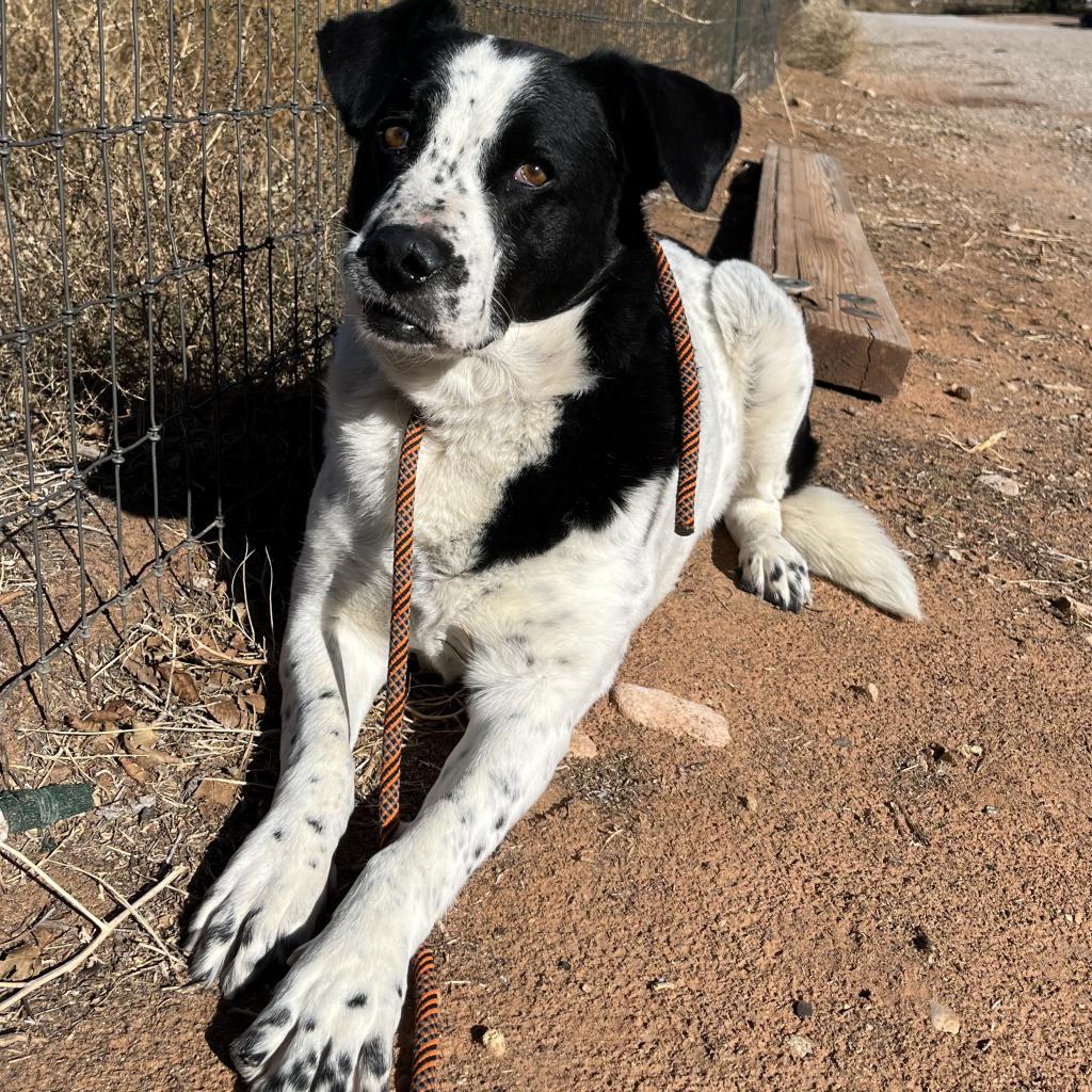 Mama, an adoptable Mixed Breed in Moab, UT, 84532 | Photo Image 6
