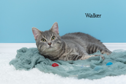 Walker 1