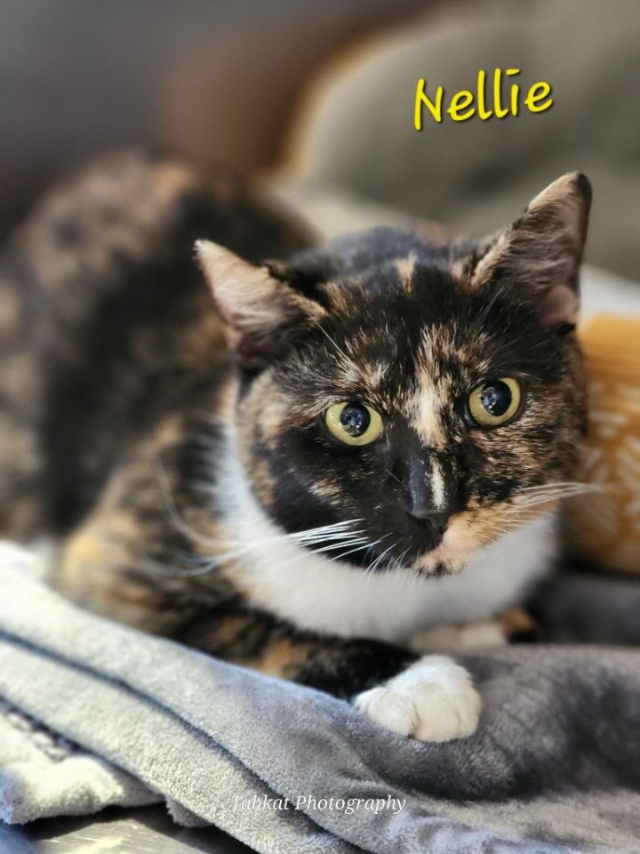 Nellie 1