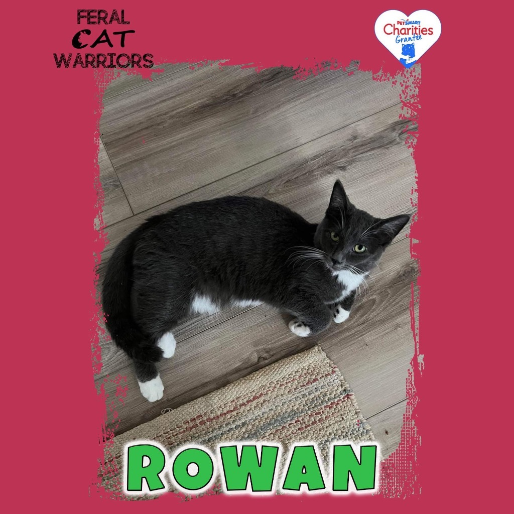 Rowan, an adoptable Domestic Short Hair in Kingman, AZ, 86401 | Photo Image 1