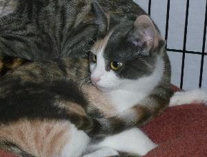 Precious Dilute Calico Cat