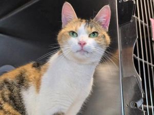 Peach Moscato, Senior Female unknown