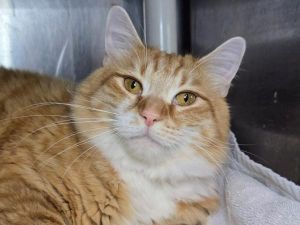 Garfield, Young Male unknown