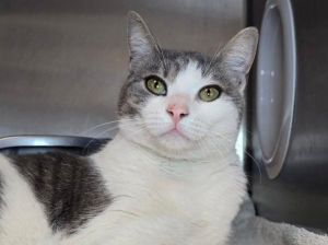 Kitty Cutie-Face, Young Female unknown