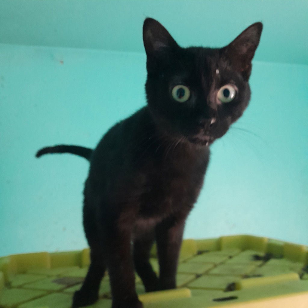 Edison (Eddie) - In Foster, an adoptable Domestic Short Hair in Emmett, ID, 83617 | Photo Image 1