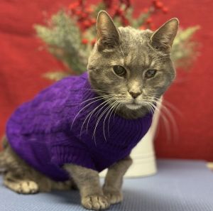 Phyllis*, Young Female Domestic Short Hair