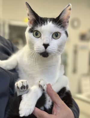 Phoebe*, Young Female Domestic Short Hair