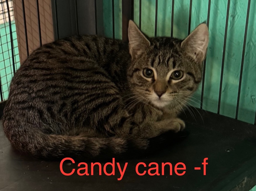 Candycane 24