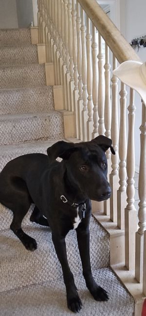 DOOLEY, Adult Male Labrador Retriever