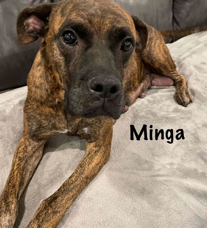 Minga 1