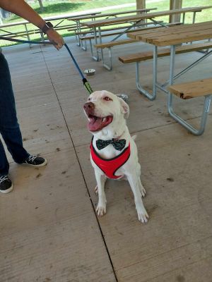 Lyle, Young Male Boxer